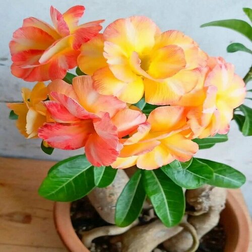 ���� ������� ������ ��������, ������ ������ ������