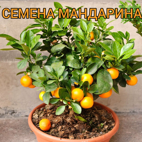 ���� ������ ������ ������ ������