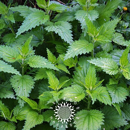     (. Urtica dioica) 500  Green Legacy   -     , -, 