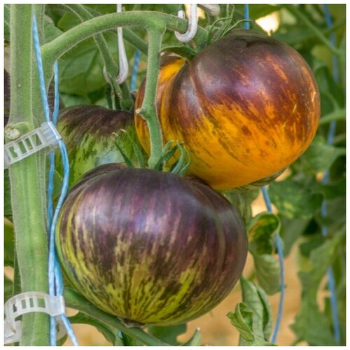 ���� ������ ������ ����� ����� ����� 10 ��. ������ ������