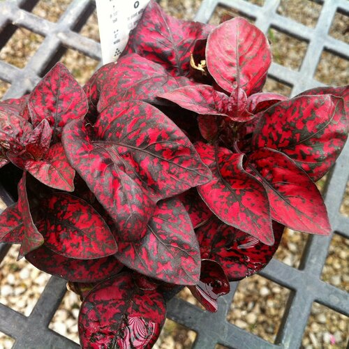 ���� ��������� ����� ������ �������, ��������� ����������� � ����� ��������� �������� ��� ��������� ������ ����������� � ��������� ��� ����, 10 �� ����� ������ ������