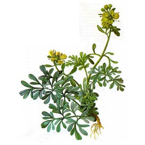 ���� ����, �����, �����, ���������, 25 � ������ ������