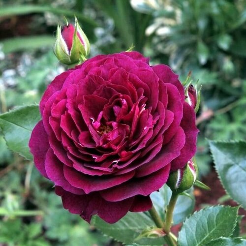 ���� ���� ���������� ��� ���� 2 �� ������ ������