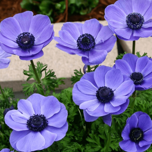 ���� ������� MR FOKKER (10 �������) ������ ������