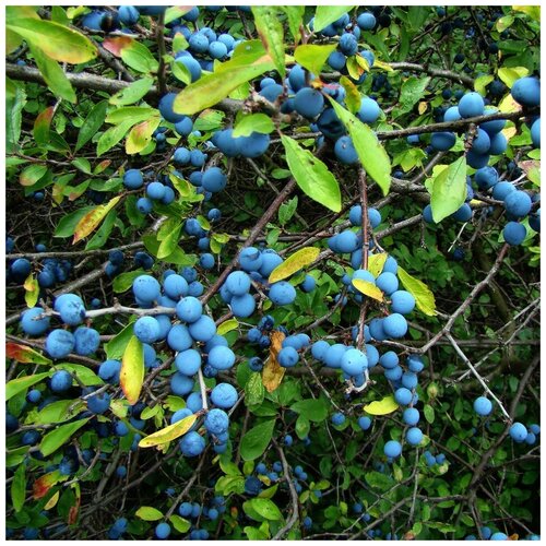 ���� ������ ������ Ҹ�� ����� 10 ��. ������ ������