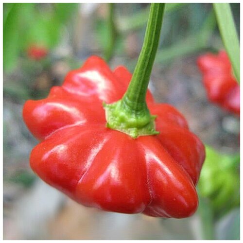 ���� ������ ������ ����� ������ ����������� ������� ������ ������� 5 ��. ������ ������