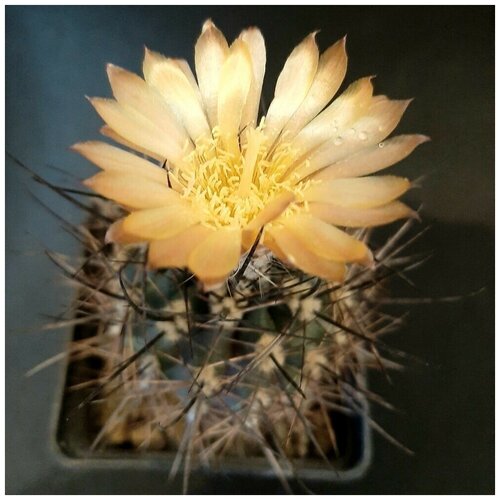      Pyrrhocactus straussianus R-542 10 .   -     , -, 