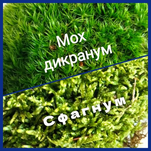 ���� ����� ��� ����������. 2 ���� ��� + ����� 1�. ������ ������