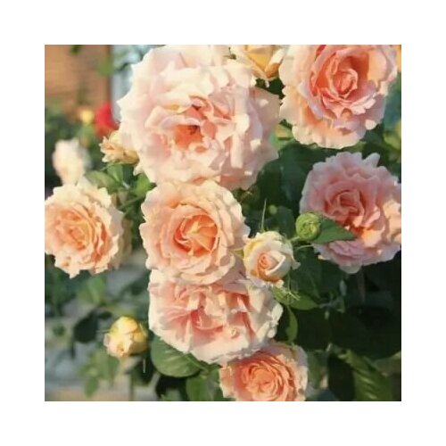 ���� ���� ��������� ������ ������ ������