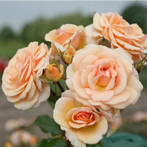 ���� ���� ���������� ���� ����� 2 �� ������ ������