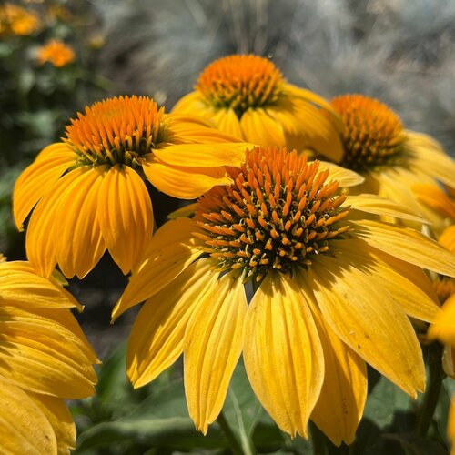 ���� �������� �������� ������, ������ ������ ������