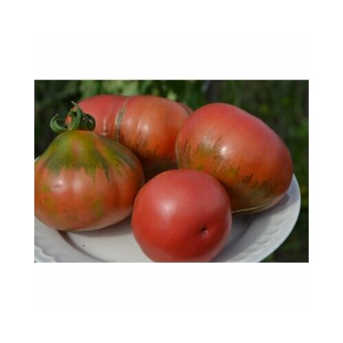 ���� ������ ����� �������� ���� ����� ������ (�����) ������ ������