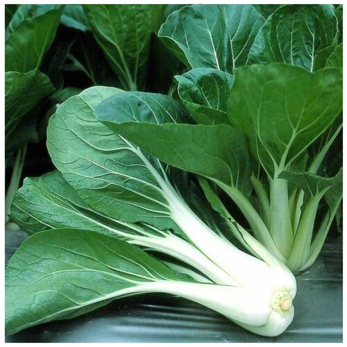 ���� ������ ������ ������� ��������� ��������� (��� ��� �����) 30 ��. ������ ������