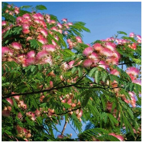 ���� ������ ������ �������� ������������ 10 ��. ������ ������