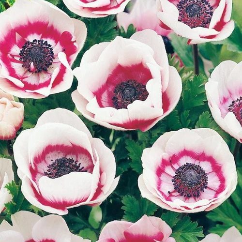 ���� ������� BICOLOR (10 �������) ������ ������