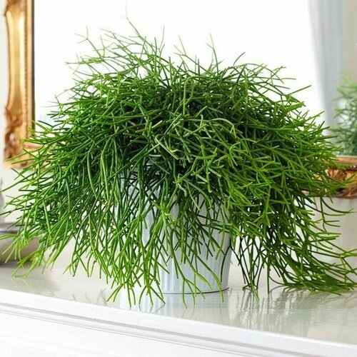    (Rhipsalis BACCIFERA),    -     , -, 