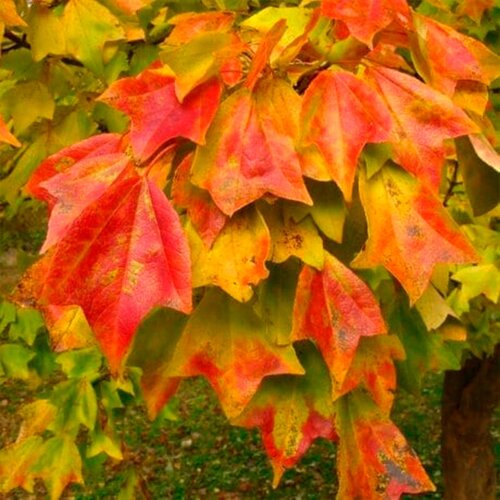    -   (. Acer buergerianum)  20   -     , -, 