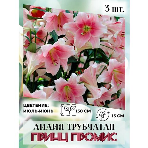 ���� ����� ���������, �������� 3 ��. ������ ������