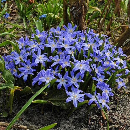 ���� �������� ���������� LUCILIAE ( 10 �� ) ������ ������