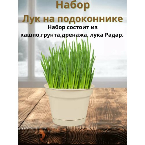 ���� ����� 