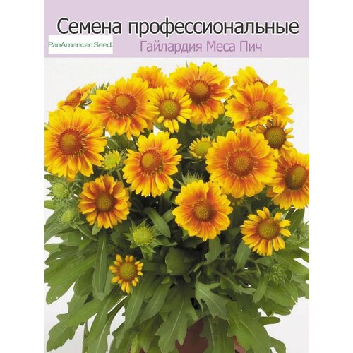 ���� ��������� ���� ��� 10�� ������ ������