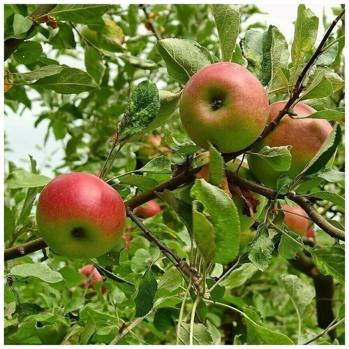 ���� ������ ������ ������ ������� 10 ��. ������ ������