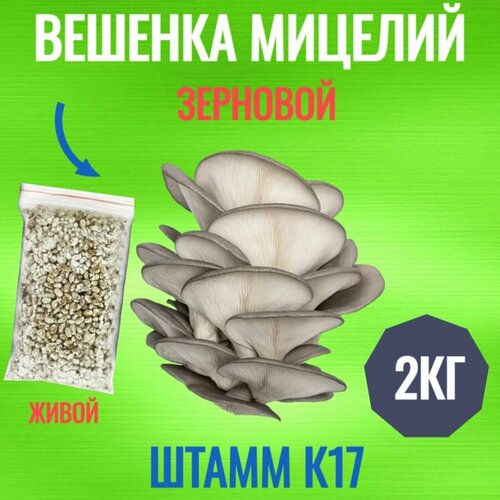 ���� ������� ������� �������� (����� �17) - 2 �� ������ ������