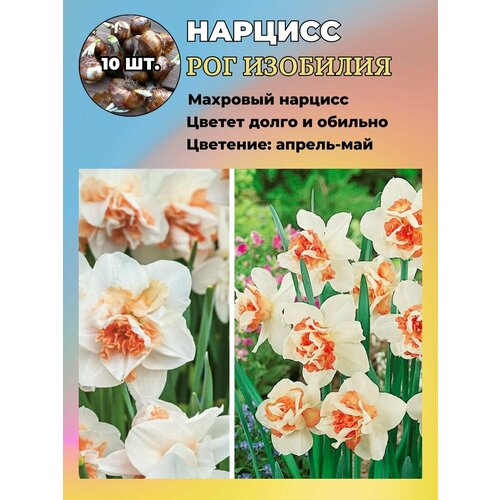 ���� ������� ��������, ����������� ���������� �����, 10 ��. ������ ������