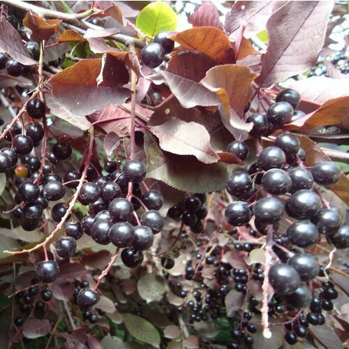 ���� ������� �������� ������������ ���������� ( 3-4 ���� , �7,5 , 125-150 �� ) ������ ������