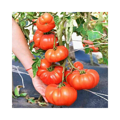 ���� ������ ������� ��������� �������� F1 (8 ��.) ������ ������