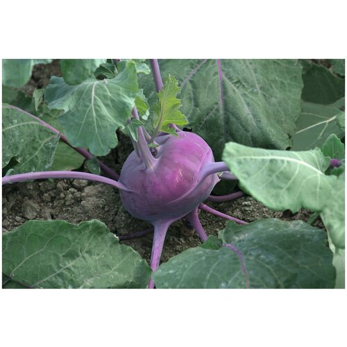 ���� ������. ������� �������� 