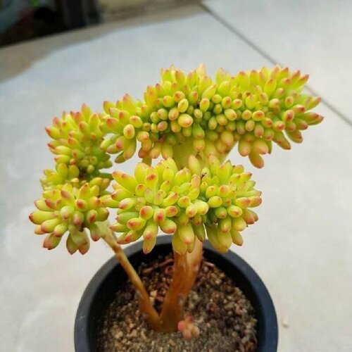    (Sedum CORYNEPHYLLUM),    -     , -, 