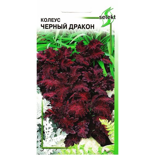 ���� ������ ׸���� ������, 15 ����� ������ ������