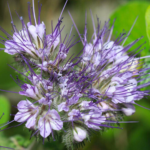    (. Mentha pulegium)  200   -     , -, 