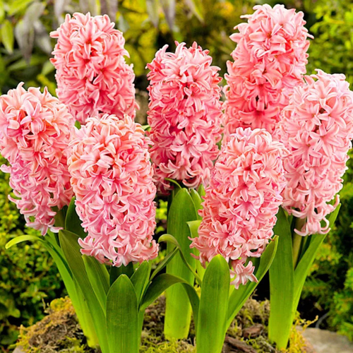 ���� �������� ������, botanica garden, ������� ���� �����, 2 ����� ������ ������