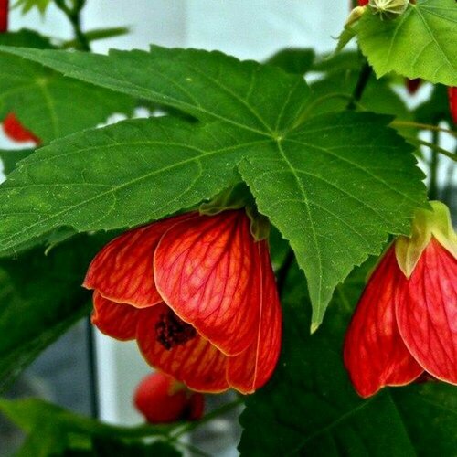 ���� ������ �������� ��������� 7 ��. (1 ��������) ������ ������