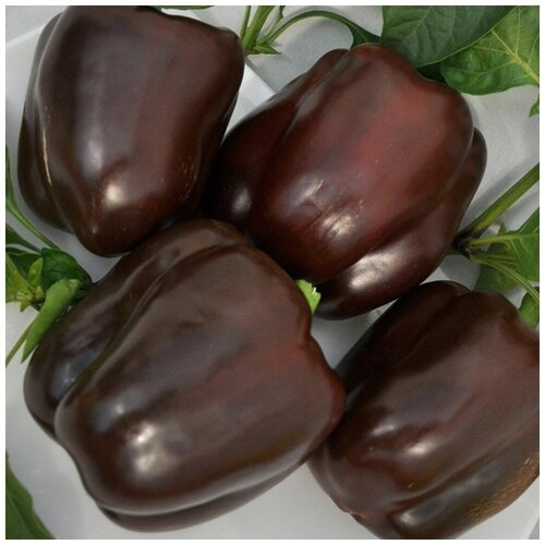 ���� ������ ������ ����� ������� ������ 10 ��. ������ ������