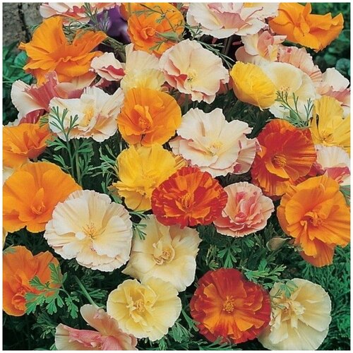 ���� �������������, �������� ���������� ��������� �������������� �������� ����� �������, 0.03 �, ������� �� 25 ��, ��� ���������� ��������� � ����������� ������ ������