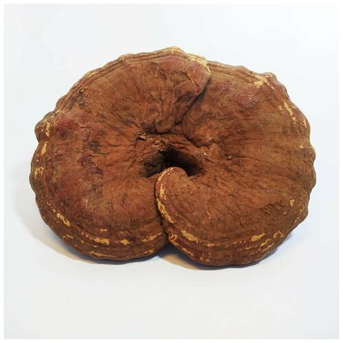 ���� ����� ���� 50 � ������ ������