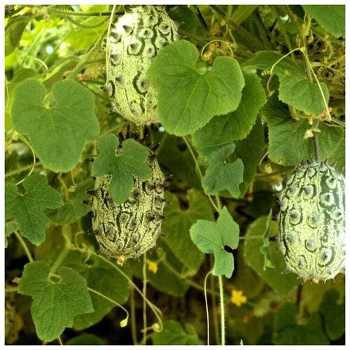 ���� ������ ������ 