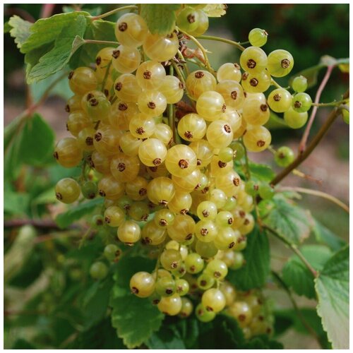 ���� ������ ������ ��������� ����� 50 ��. ������ ������