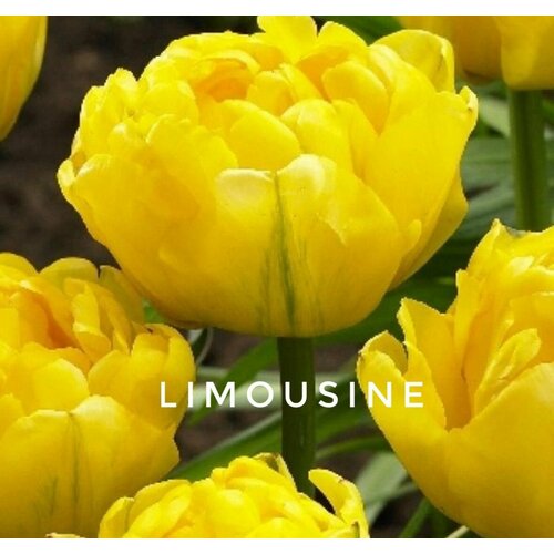 ���� �������� ����������� , �������� ���� LIMOUSINE ������ (4 �����) ������ ������
