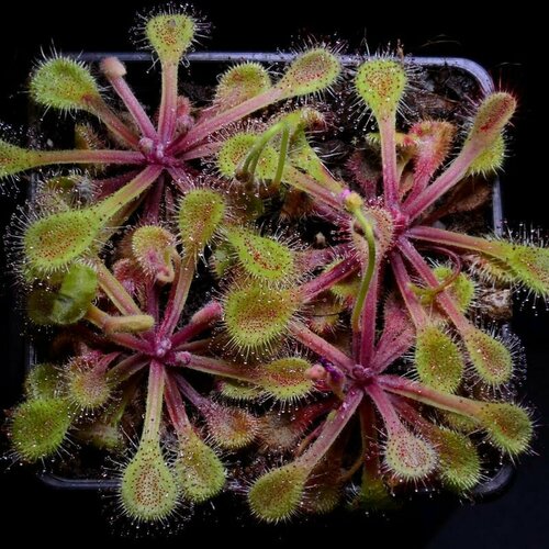 ���� ������ ��������� �������, Drosera Collinsiae Usutu River 10+ ��, ������ ��������, ��������� ��� ������ ������