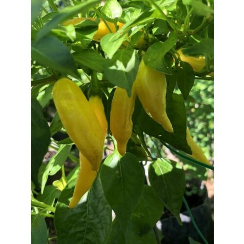     Aji russian yellow, 5    -     , -, 