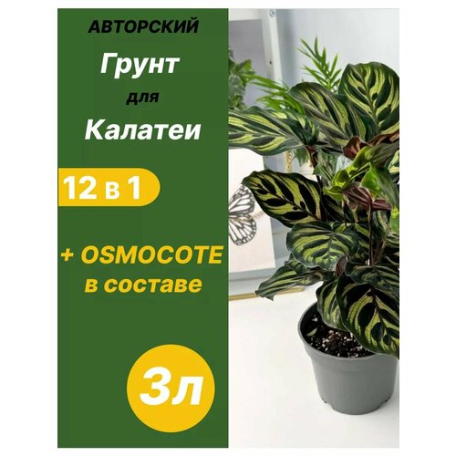 ���� ����� ��� ������� 3 � ������� ������ ������