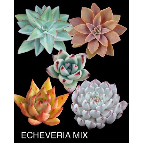 ���� �������� MIX ����� ��� ����������� ������ ������