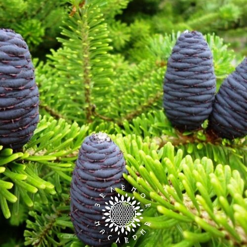    , ,  (. Abies sibirica) 30   -     , -, 