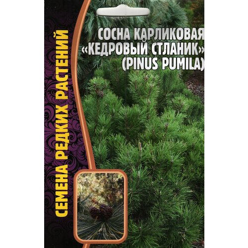 ���� ����� ���������� �������� ������� /pinus pumila ( 1 �� : 5 ����� ) ������ ������