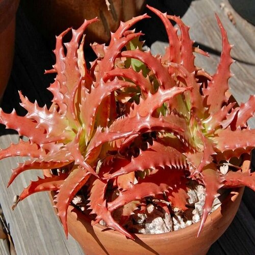 ���� ���� �����������, ���� Cameronii, ��������, ������ ������ ������