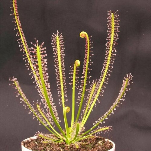    , Drosera Filiformis 10+ ,  ,     -     , -, 